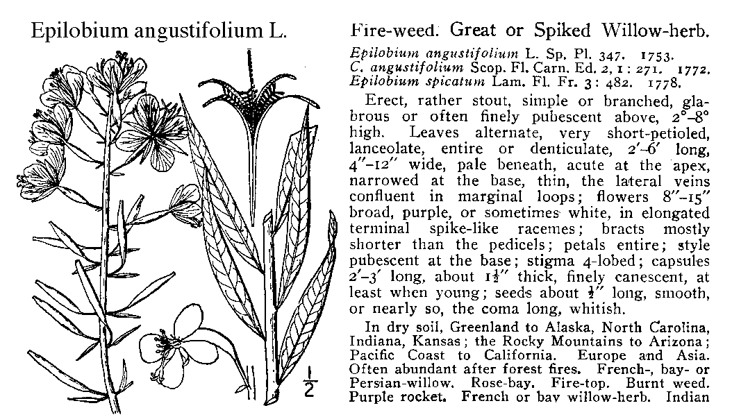 Andreas Kelich Enzyklopaedie der Drogen Botanischer Teil Epilobium